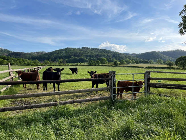 LUR2021_3455 | Bauernhof / Mühle /Reiterhof – Bild 15